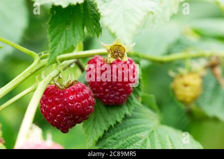 Ripe raspberries on a branch in the home garden. Stock Photo
