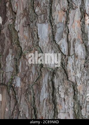 large, tree bark  background texture, close up Stock Photo