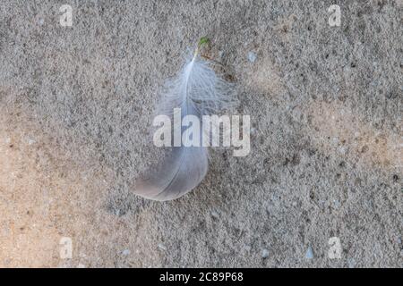 A whitish grey feather that has fallen from a bird onto the cement sidewalk outdoors lightweight and fragile on a sunny day in summertime Stock Photo