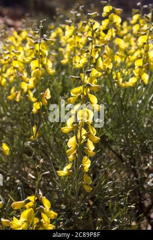 A mass of Silver-pea (Calobota Sericea) flowers, backlit by the afternoon sun in the Namaqua region of South Africa Stock Photo
