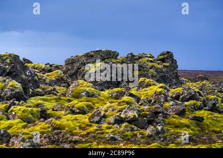 Green moss growing on volcanic rocks in Snaefellsnes peninsula Western Iceland on overcast day in early October 2020. Stock Photo