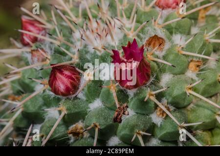 Flower of Mother of Hundreds (Mammilaria compressa) Stock Photo