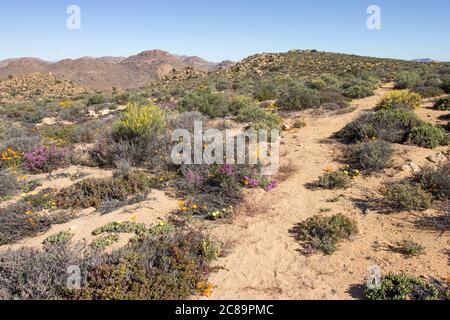 A trail winding through the Namaqualand veld, in late spring, Goegap Nature Reserve, South Africa Stock Photo