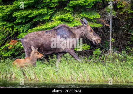 A moose cow and her young calf walking in the long grass in the swamp wetlands on the shoreline of a lake on a summer morning. Stock Photo