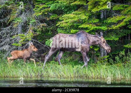 A moose cow and her young calf walking in the long grass in the swamp wetlands on the shoreline of a lake on a summer morning. Stock Photo