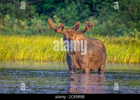 A large bull moose standing in the shallow water drinking water and eating lily pads, standing at the edge of a shallow lake in the early morning. Stock Photo