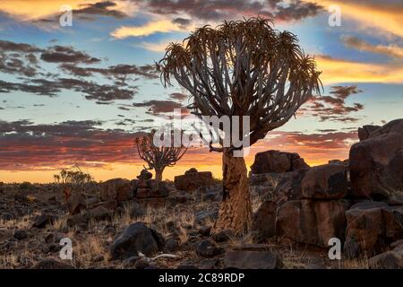 sun set at Quiver tree forest, Aloe dichotoma, Farm Garas, Mesosaurus Fossil Site, Keetmanshoop, Namibia, Africa