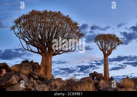 sun set at Quiver tree forest, Aloe dichotoma, Farm Garas, Mesosaurus Fossil Site, Keetmanshoop, Namibia, Africa