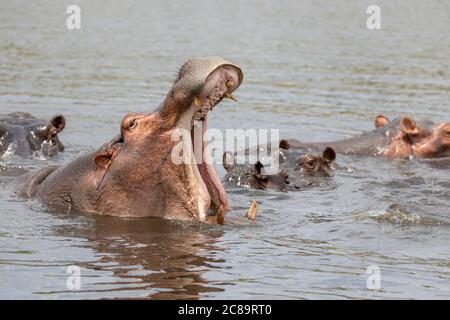 Hippopotamus (Hippopotamus amphibius) yawning Stock Photo