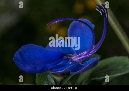 Flower of Blue Glory Bower or Blue Butterfly Bush (Rotheca myricoides) Stock Photo