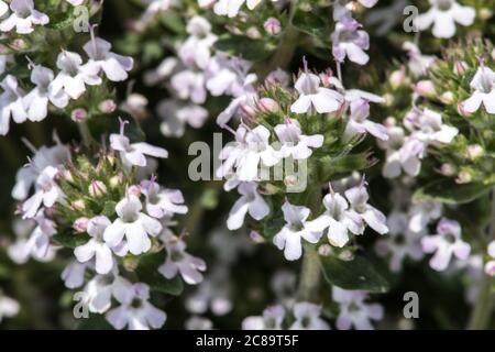 Flowers of Orange-scented Thyme (Thymus fragrantissimus) Stock Photo