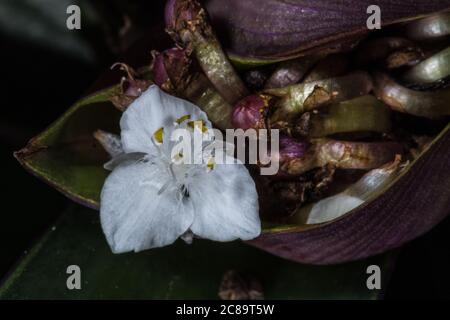 Flower of Boatlily or Moses-in-the-Cradle (Tradescantia spathacea) Stock Photo