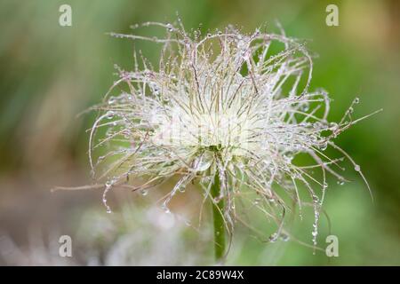 Apache Plume, Fallugia Paradoxa, Covered in water droplets  after a shower of rain. Stock Photo