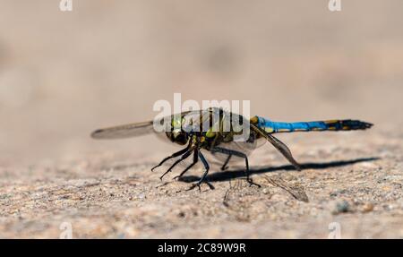 dragonfly sitting on a rock Stock Photo