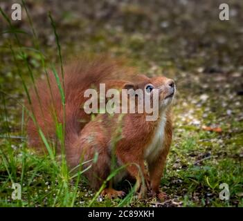 curious red squirrel, sciurus vulgaris on the ground watching Stock Photo