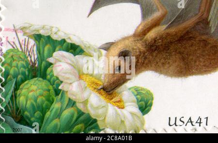 UNITED STATES - CIRCA 2007: stamp printed by United States of America, shows Saguaro lesser long-nosed bat, circa 2011 Stock Photo