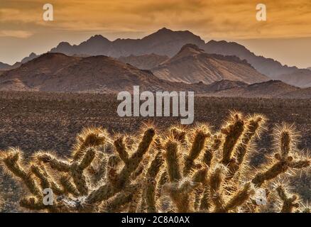 Cholla cacti with Providence Mountains over Cedar Wash in distance at sunset, Mojave National Preserve, California, USA Stock Photo