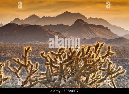 Cholla cacti with Providence Mountains over Cedar Wash in distance at sunset, Mojave National Preserve, California, USA Stock Photo