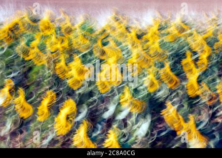 Sunflowers field. Artistic photography. Villafafila Lagoons Natural Park. Zamora. Castilla y Leon. Spain Stock Photo