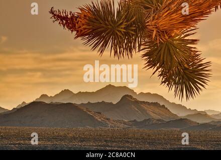 Providence Mountains over Cedar Wash in distance in Mojave National Preserve, California, USA Stock Photo