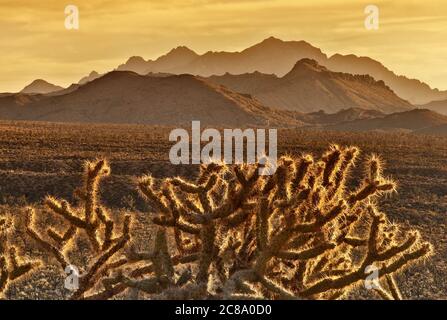 Cholla cacti with Providence Mountains over Cedar Wash in distance at sunset, Mojave National Preserve, California, USA Stock Photo