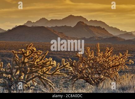 Cholla cacti with Providence Mountains over Cedar Wash in distance at sunset, Mojave National Preserve, California, USA Stock Photo