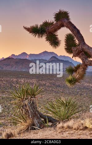 Providence Mountains over Cedar Wash in distance, Joshua tree, yucca, Mojave National Preserve, California, USA Stock Photo