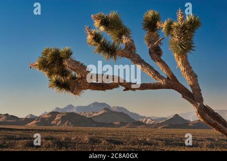 Joshua tree, Providence Mountains over Cedar Wash in distance,  Mojave National Preserve, California, USA Stock Photo