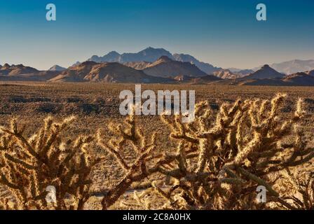 Cholla cacti with Providence Mountains over Cedar Wash in distance, Mojave National Preserve, California, USA Stock Photo