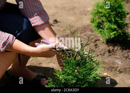 Gardener pruning tree of thuja using garden shears Stock Photo