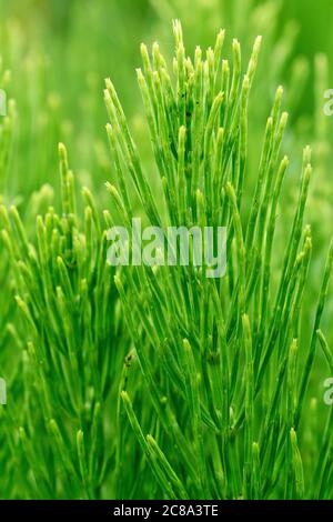 Field Horsetail (equisetum arvense), close up of the leaves or foliage of the plant which appear in late spring or early summer. Stock Photo