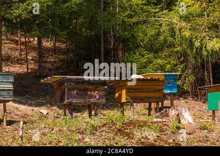 Mountain honey. Traditional beekeeping in the pine Forest Stock Photo