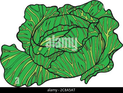 Cabbage color hand drawn illustration Stock Vector