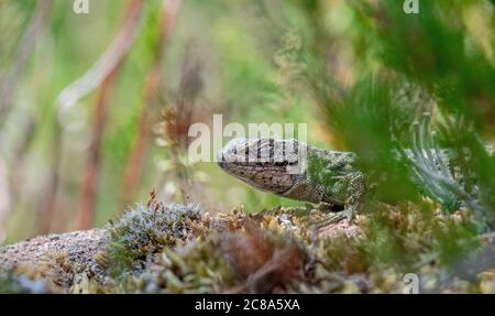 common lizard, zootoca vivipara looking suspicious around the corner Stock Photo