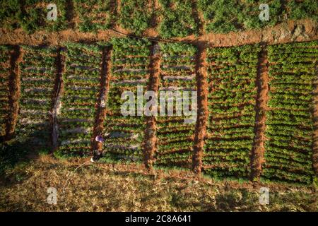 This aerial photograph shows a green pepper field with rows and furrows as it is irrigated by a farmer in Makueni County, Kenya, East Africa. Stock Photo