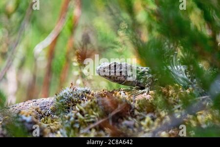 common lizard, zootoca vivipara looking around the corner Stock Photo