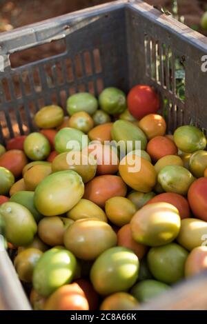 Freshly harvested tomatoes are ready for market on a farm in Makueni County, Kenya. Stock Photo