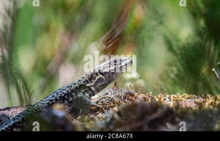 common lizard, zootoca vivipara  taking a sunbath Stock Photo
