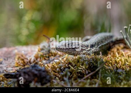 common lizard, zootoca vivipara laying in moss taking a sunbath Stock Photo