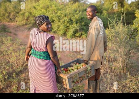 Husband and wife farmers work together to harvest their tomato crop on their farm in  Makueni County, Kenya. Stock Photo