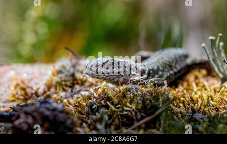 common lizard, zootoca vivipara taking a sunbath Stock Photo