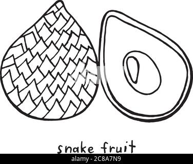 Snake fruit coloring page. Graphic vector black and white art for coloring books for adults. Tropical and exotic fruit line illustration. Stock Vector