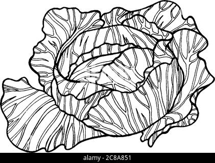 Cabbage black and white hand drawn illustration Stock Vector