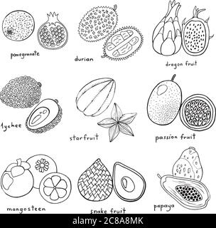 Black and white hand drawn set with tropical exotic fruits. Vect Stock Vector