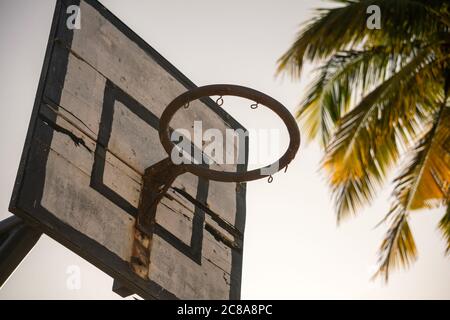 Basker for Playing Basketball against the Palm Tree Branch. Basketball in Paradise Stock Photo