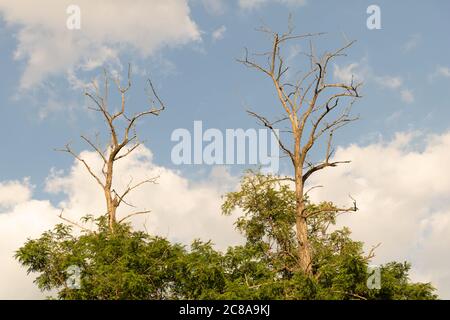 Old acacia trees with dry branches on top Stock Photo