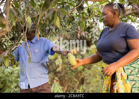 A wife and husband harvest mangoes together on the family farm in Makueni County, Kenya, East Africa. Stock Photo