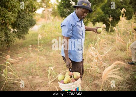 A farmer gathers mangoes he picked on his mango tree orchard in Makueni County, Kenya, East Africa. Stock Photo