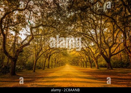 A stunning, long path lined with ancient live oak trees draped in spanish moss, Savannah Georgia Stock Photo