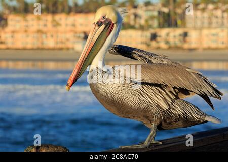 Pelican on Oceanside Pier, San Diego County, California, USA Stock Photo